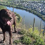 Leopold Mit Burgblick An Der Mosel Apartment