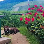 Leopold Mit Burgblick An Der Mosel *