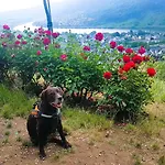 Leopold Mit Burgblick An Der Mosel Apartment