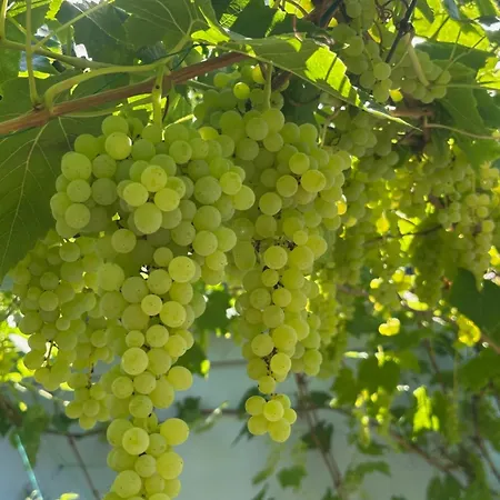 Leopold Mit Burgblick An Der Mosel Daire Burgen (Mayen-Koblenz)