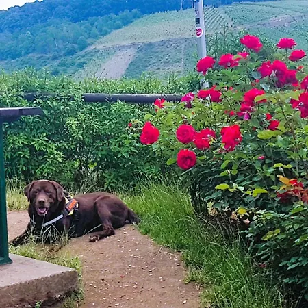 Leopold Mit Burgblick An Der Mosel *