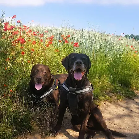 Leopold Mit Burgblick An Der Mosel Burgen (Mayen-Koblenz)
