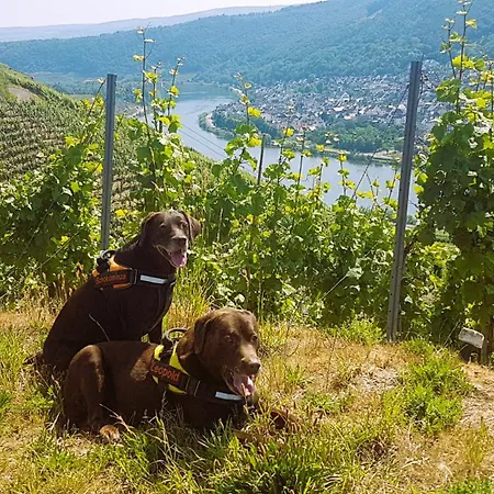 Leopold Mit Burgblick An Der Mosel * Burgen (Mayen-Koblenz)