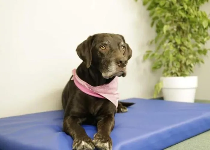 Leopold Mit Burgblick An Der Mosel