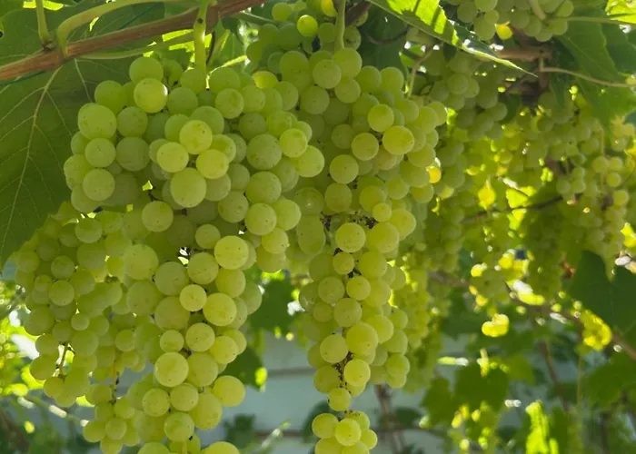 Leopold Mit Burgblick An Der Mosel Apartamento Burgen (Mayen-Koblenz)