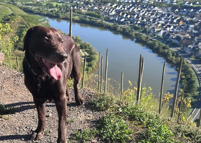 Leopold Mit Burgblick An Der Mosel Apartamento