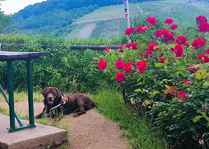 Leopold Mit Burgblick An Der Mosel *
