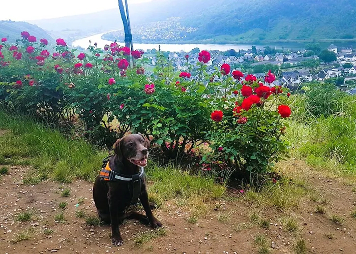 Leopold Mit Burgblick An Der Mosel Διαμέρισμα