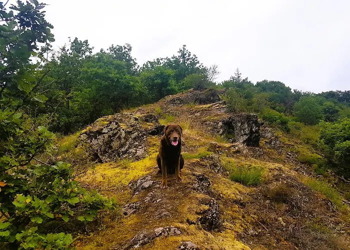 Διαμέρισμα Leopold Mit Burgblick An Der Mosel Burgen (Mayen-Koblenz)