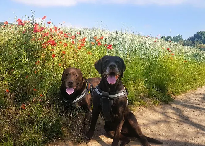 Leopold Mit Burgblick An Der Mosel Burgen (Mayen-Koblenz)