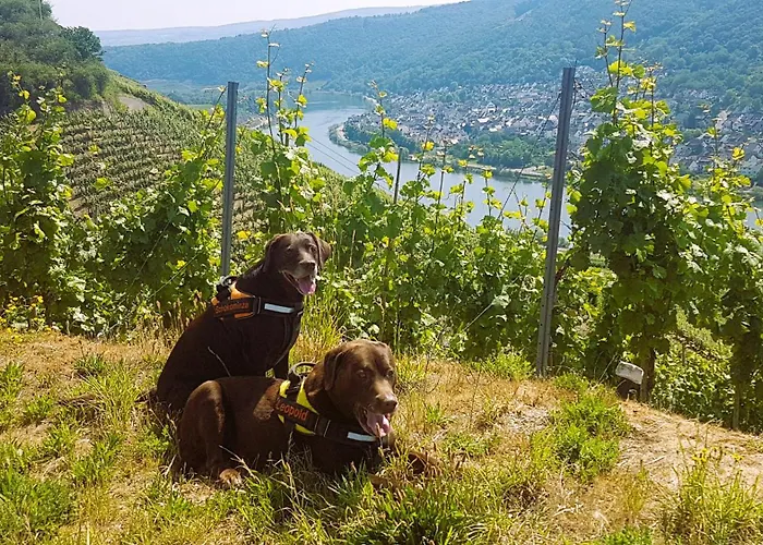 Leopold Mit Burgblick An Der Mosel * Burgen (Mayen-Koblenz)